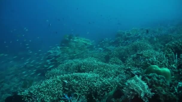 Miljoenen Kleine Kleurrijke Vissen Zwemmen Een Ongerepte Koraal Rif Bali — Stockvideo