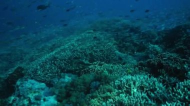 Milyonlarca küçük renkli balık yüzme üzerinde bozulmamış bir mercan resif, Bali, Endonezya, Ekim 2016
