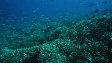 Milyonlarca küçük renkli balık yüzme üzerinde bozulmamış bir mercan resif, Bali, Endonezya, Ekim 2016