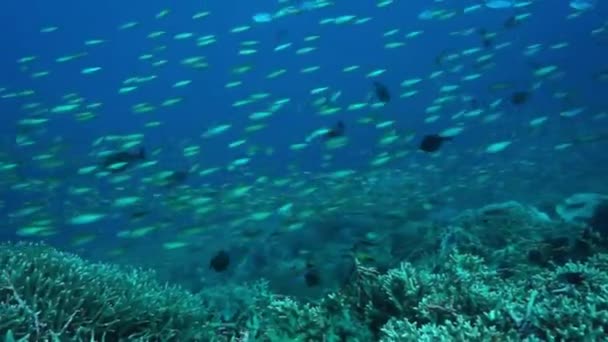 何百万も自然のままのサンゴ礁で泳ぐ小さなカラフルな魚のリーフ インドネシア バリ島 2016年 — ストック動画