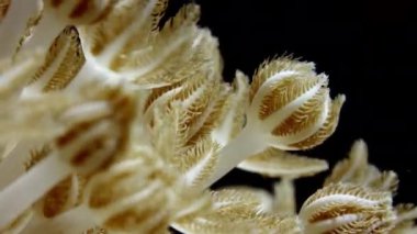 Tüylü polyps.slow hareket, Endonezya, Wakatobi titreşimli yumuşak mercan (Heteroxenia fuscescens) makro detay