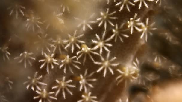 Xenia Coral Agitando Corales Mano Corales Pulso Cerca Wakatobi Indonesia — Vídeo de stock