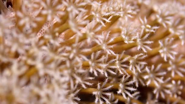 Xenia Coral Macha Ręką Korale Korale Puls Bliska Wakatobi Indonezja — Wideo stockowe