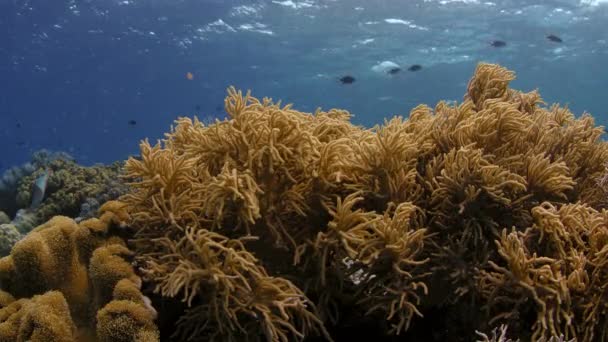 Ett Korallrev Med Sinularia Mjuk Korall Ytan Wakatobi Indonesien Slow — Stockvideo