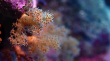 Ayrıntı, polip, Wakatobi, Endonezya ile yumuşak mercan (Dendronephthya)