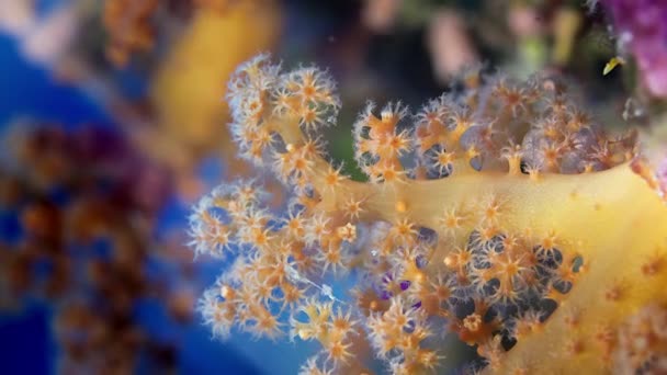 Λεπτομέρεια Του Ένα Μαλακό Κοράλλι Dendronephthya Τους Πολύποδες Wakatobi Ινδονησία — Αρχείο Βίντεο