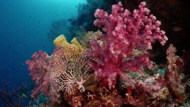 Dettaglio Corallo Molle Dendronephthya Con Suoi Polipi Wakatobi Indonesia — Video Stock