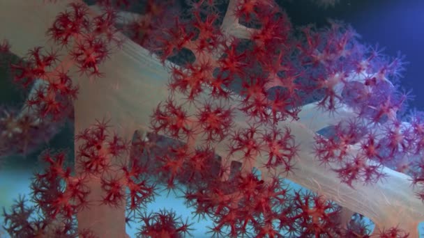 Dettaglio Corallo Molle Dendronephthya Con Suoi Polipi Wakatobi Indonesia — Video Stock