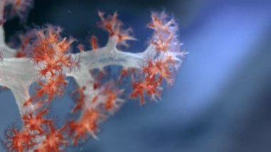 Ayrıntı, polip, Wakatobi, Endonezya ile yumuşak mercan (Dendronephthya)