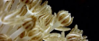 Tüylü polyps.slow hareket, Endonezya, Wakatobi titreşimli yumuşak mercan (Heteroxenia fuscescens) makro detay
