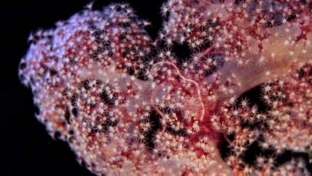 Dettaglio Corallo Molle Dendronephthya Con Suoi Polipi Wakatobi Indonesia — Video Stock