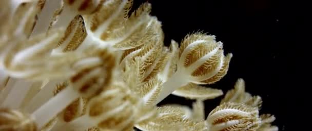 Παλλόμενη Μαλακό Κοράλλι Heteroxenia Fuscescens Μακροεντολή Λεπτομέρεια Της Κίνησης Φτερωτός — Αρχείο Βίντεο