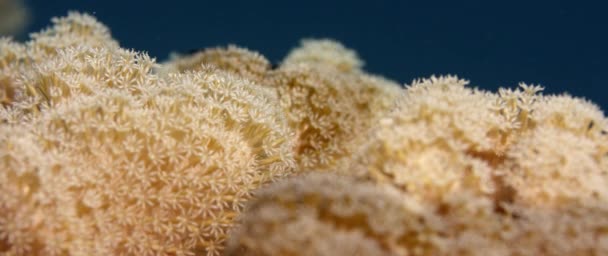 Xenia Coral Waving Hand Corals Pulse Corals Close Wakatobi Indonesia — Stock Video