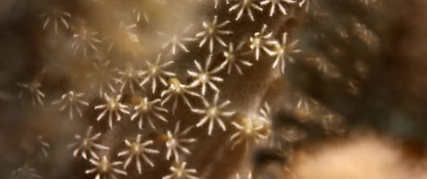 Xenia 挥动的手珊瑚 脉冲珊瑚 Wakatobi 印度尼西亚 慢动作 — 图库视频影像