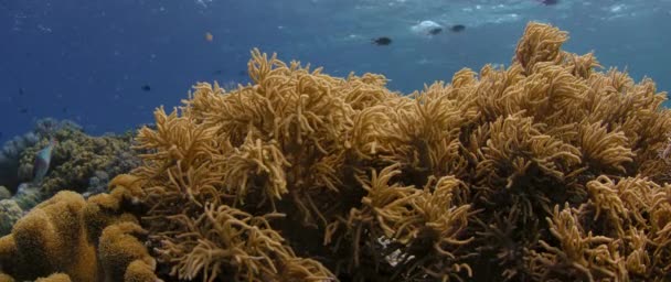 Una Barriera Corallina Con Corallo Molle Sinularia Superficie Wakatobi Indonesia — Video Stock