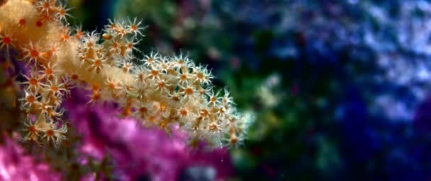 Detalle Coral Blando Dendronephthya Con Sus Pólipos Wakatobi Indonesia — Vídeos de Stock