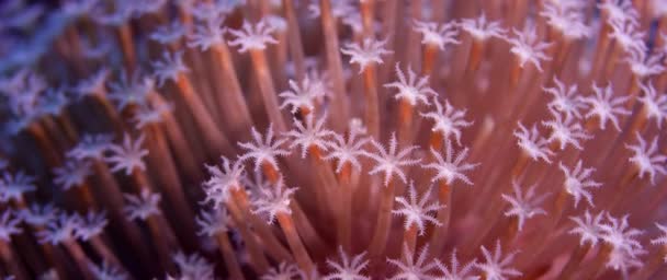 Corail Xenia. Agitant coraux main, coraux pouls, gros plan, WAKATOBI, Indonésie, ralenti 