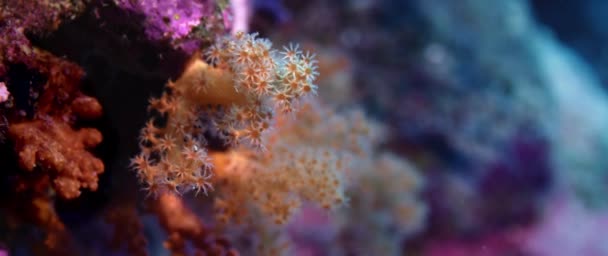 软珊瑚 Dendronephthya 的细节与它的息肉 Wakatobi 印度尼西亚 — 图库视频影像