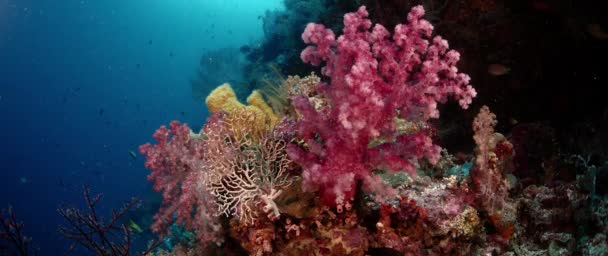 Dettaglio Corallo Molle Dendronephthya Con Suoi Polipi Wakatobi Indonesia — Video Stock