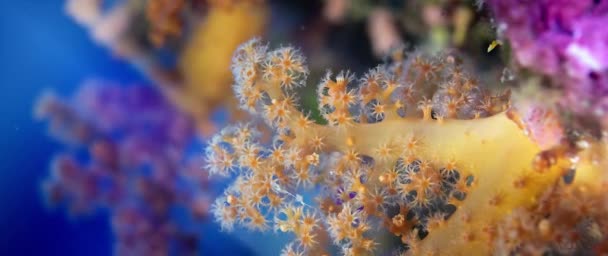 Detalle Coral Blando Dendronephthya Con Sus Pólipos Wakatobi Indonesia — Vídeos de Stock