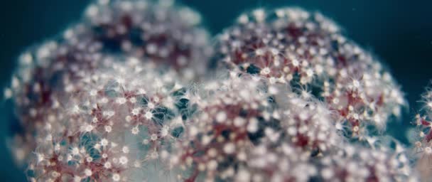 Detalhe Coral Mole Dendronephthya Com Seus Pólipos Wakatobi Indonésia — Vídeo de Stock