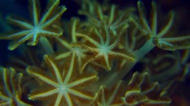 Tüylü polyps.slow hareket, Endonezya, Wakatobi titreşimli yumuşak mercan (Heteroxenia fuscescens) makro detay