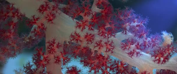 Detalle Coral Blando Dendronephthya Con Sus Pólipos Wakatobi Indonesia — Vídeos de Stock