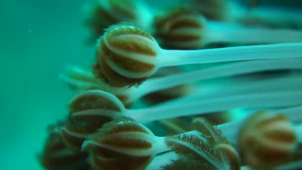 Пульсуючий Яких Коралів Heteroxenia Fuscescens Макрос Деталь Перната Polyps Slow — стокове відео