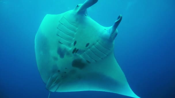 Μια Ray Manta Manta Birostris — Αρχείο Βίντεο