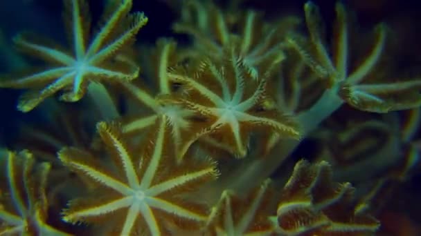 Dettaglio Macro Pulsante Corallo Molle Eteroxenia Fuscescens Polipi Piumati Slow — Video Stock