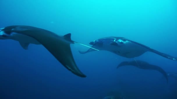 Manta Ray Manta Birostris — Stock Video