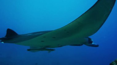 Bir manta ray, Manta birostris