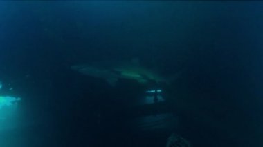 Benekli yırtık pırtık diş köpekbalığı - Sandtiger köpekbalığı - bir kaza, Nc, Ağustos 2016 Carcharias taurus yüzüyor