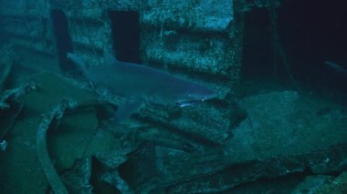 Benekli yırtık pırtık diş köpekbalığı - Sandtiger köpekbalığı - bir kaza, Nc, Ağustos 2016 Carcharias taurus yüzüyor