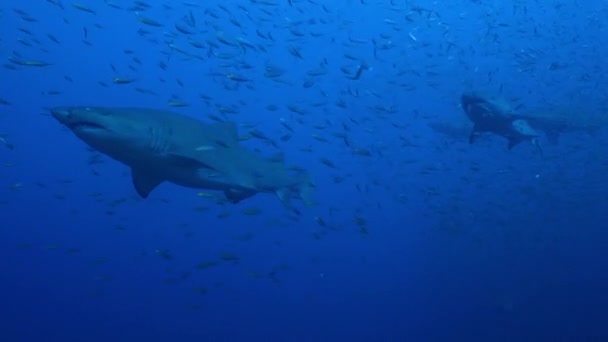 Tiburón Dientes Andrajosos Manchado Tiburón Arenero Carcharias Taurus Está Nadando — Vídeo de stock