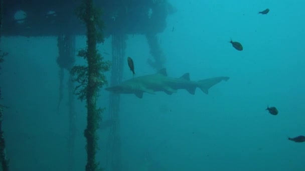 Пятнистая Рваная Зубная Акула Sandtiger Shark Carcharias Taurus Swimming Wreck — стоковое видео