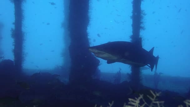 斑点衣衫褴褛的鲨鱼 Sandtiger Carcharias 金牛座在沉船中游泳 2016年8月 — 图库视频影像