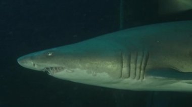 Benekli yırtık pırtık diş köpekbalığı - Sandtiger köpekbalığı - bir kaza, Nc, Ağustos 2016 Carcharias taurus yüzüyor