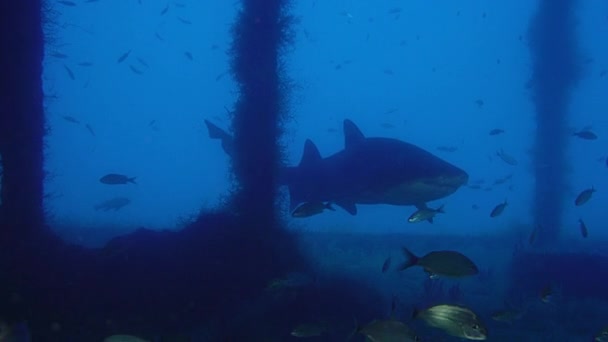 Tiburón Dientes Andrajosos Manchado Tiburón Arenero Carcharias Taurus Está Nadando — Vídeo de stock