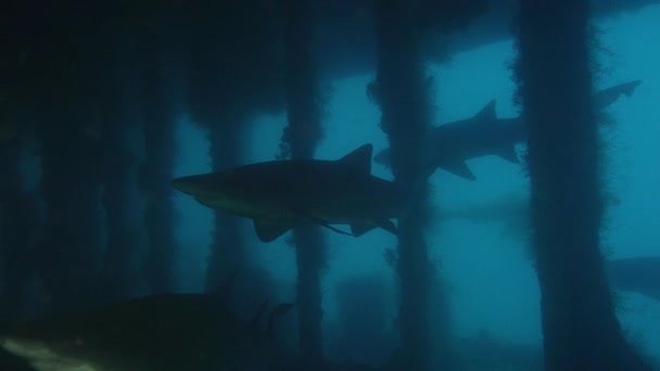 斑点を付けられたギザギザの歯サメ Sandtiger Carcharias トーラスは大破 ノースカロライナ州 2016年 月で泳いでください — ストック動画