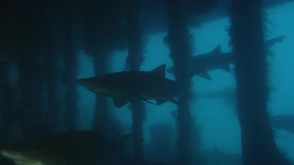 Spotted Obdarty Zębów Rekina Sandtiger Shark Carcharias Taurus Jest Pływanie — Wideo stockowe