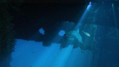 Benekli yırtık pırtık diş köpekbalığı - Sandtiger köpekbalığı - bir kaza, Nc, Ağustos 2016 Carcharias taurus yüzüyor