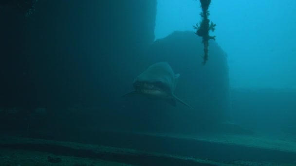 Spotted Ragged Tooth Shark Sandtiger Shark Carcharias Taurus Swimming Wreck — Stock Video