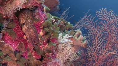 Tropikal colouful pinkcoral reef, Wakatobi, Endonezya, ağır çekimde Sarı kenarlı Müren balığı (Gymnothorax flavimarginatus)