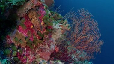Tropikal colouful pinkcoral reef, Wakatobi, Endonezya, ağır çekimde Sarı kenarlı Müren balığı (Gymnothorax flavimarginatus)