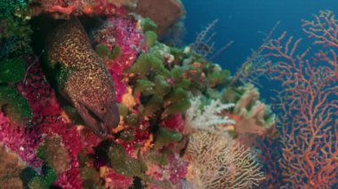Tropikal colouful pinkcoral reef, Wakatobi, Endonezya, ağır çekimde Sarı kenarlı Müren balığı (Gymnothorax flavimarginatus)