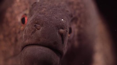 Tropikal colouful pinkcoral reef, Wakatobi, Endonezya, ağır çekimde Sarı kenarlı Müren balığı (Gymnothorax flavimarginatus)