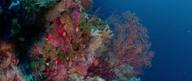 Tropikal colouful pinkcoral reef, Wakatobi, Endonezya, ağır çekimde Sarı kenarlı Müren balığı (Gymnothorax flavimarginatus)