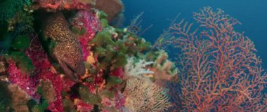 Tropikal colouful pinkcoral reef, Wakatobi, Endonezya, ağır çekimde Sarı kenarlı Müren balığı (Gymnothorax flavimarginatus)