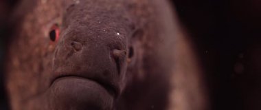 Tropikal colouful pinkcoral reef, Wakatobi, Endonezya, ağır çekimde Sarı kenarlı Müren balığı (Gymnothorax flavimarginatus)